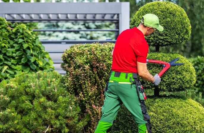 Tree Trimming